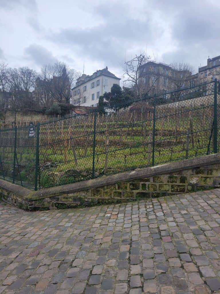 Grape arbors in fall behind a green fence in Montmartre, Paris